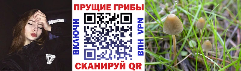 Купить закладки  Энем  Псилоцибиновые грибы Magic Shrooms 